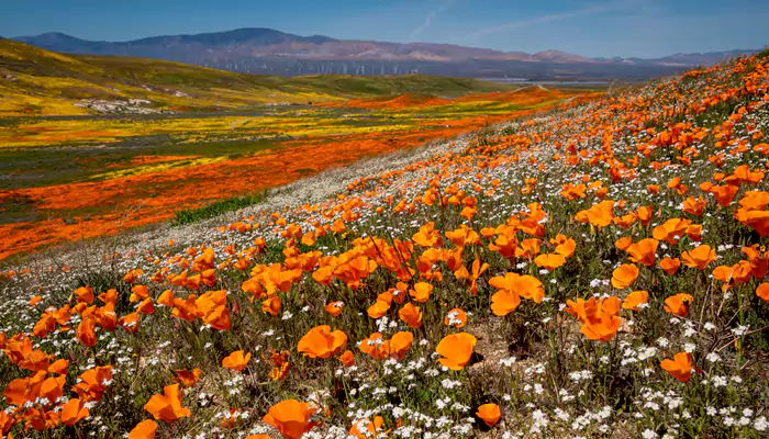 A spectacular bloom: Best places for viewing wildflowers