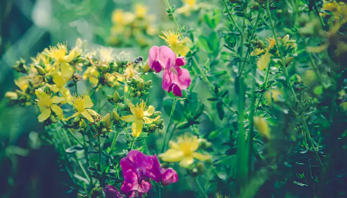Bring your garden to life: must-have wildflower varieties!