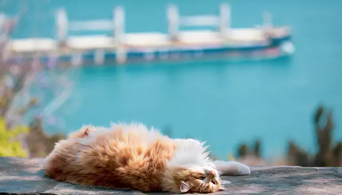 The world's most cat-friendly city and everything you need to know about this cat-communal