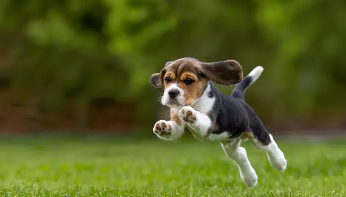 Pet Power-Ups: 6 ways to keep your furry friend fit!