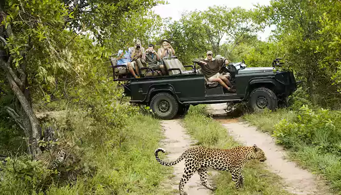 African Safaris: Wildlife Encounters Beyond Your Wildest Dream